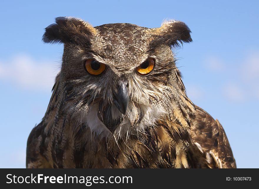 Owlet - wild bird on the Alb in Germany