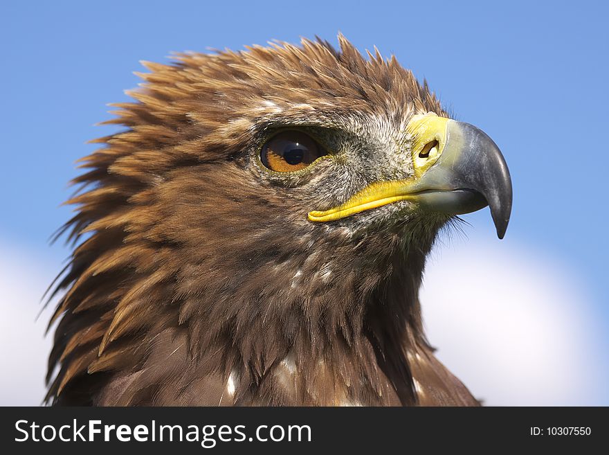 Eagle - wild bird on the Alb in Germany