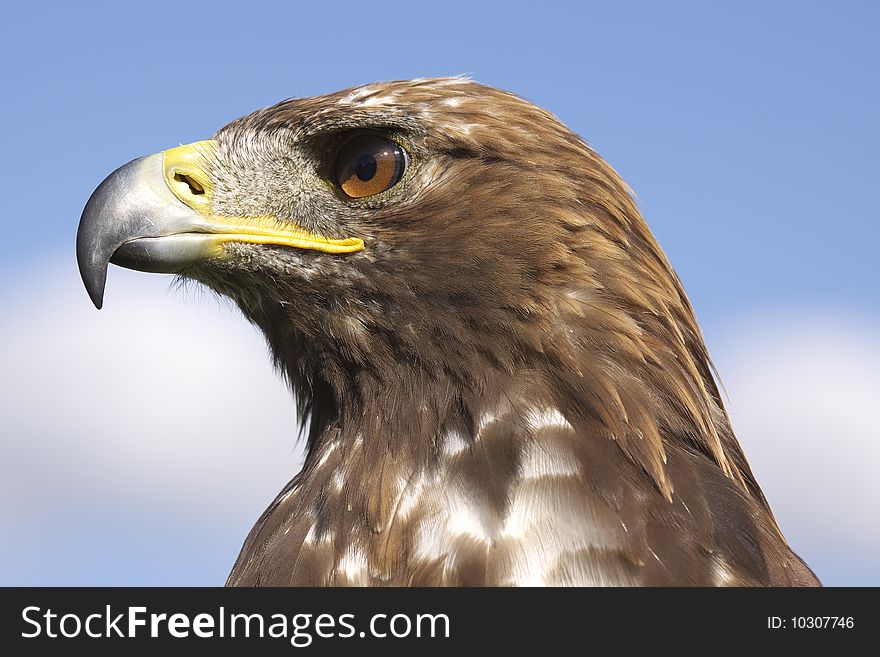 Eagle portrait on the Alb in Germany