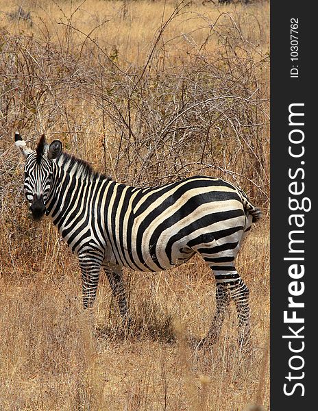 Zebra in bush. Dry seazon. Ruaha National Park, Tanzania, Central Africa.