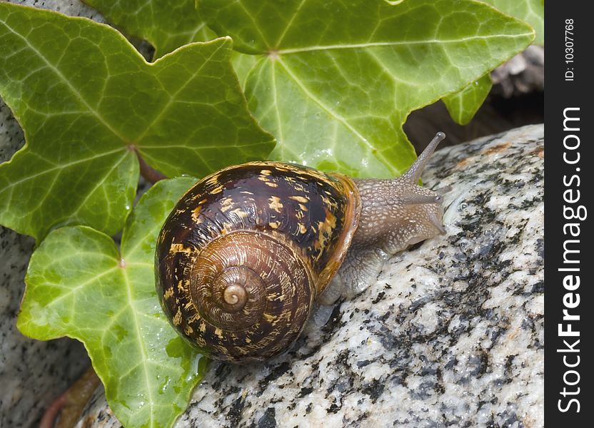 A pretty garden snail climbing upward on a granite stone with green ivy leaves in the background