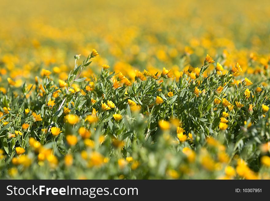 Field of yellow flowers