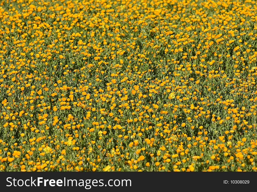 Field Of Yellow Flowers