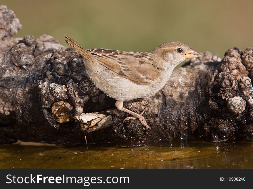 Sparrow drinking water to calm its thirst
