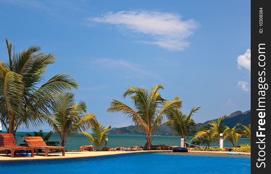 Coconut trees near swimming pool