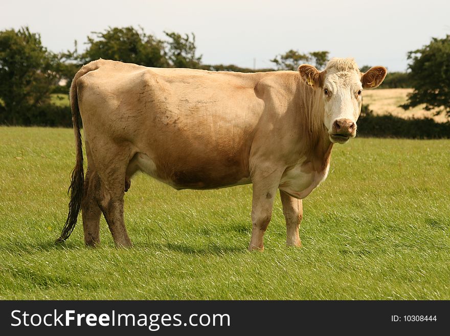 Beige cow on the field