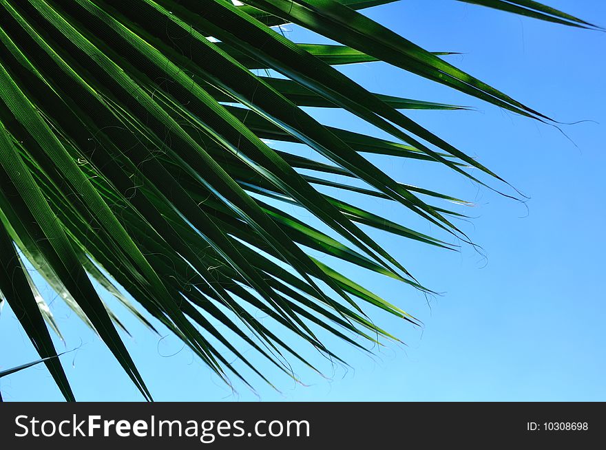 Green palm leaves in the sunshine