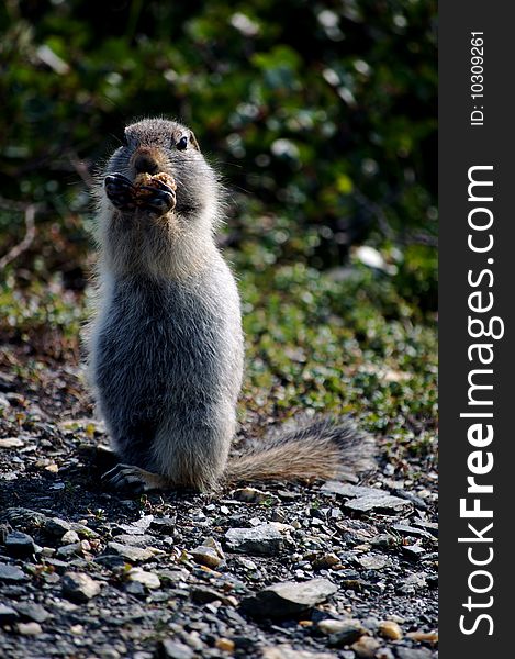 This is a view of a red ground squirrel in Denali National Park in Alaska.