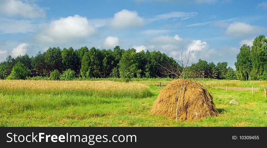 Field and meadow near the forest