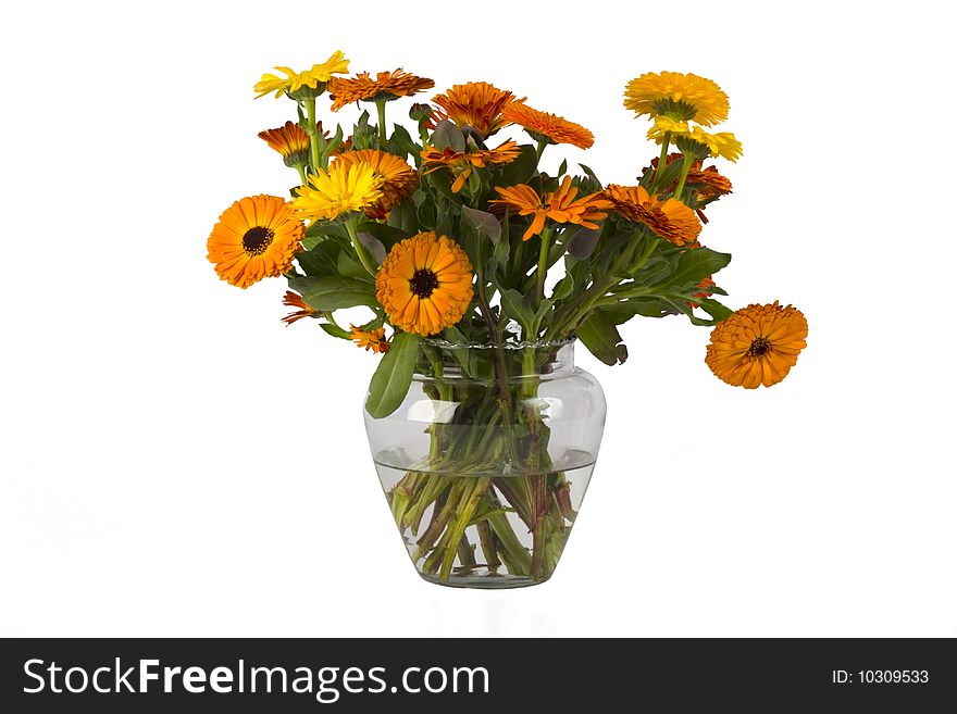 Orange flowers in a vase with water on white, calendula