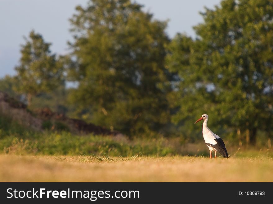 White stork standing in a grassland in spring