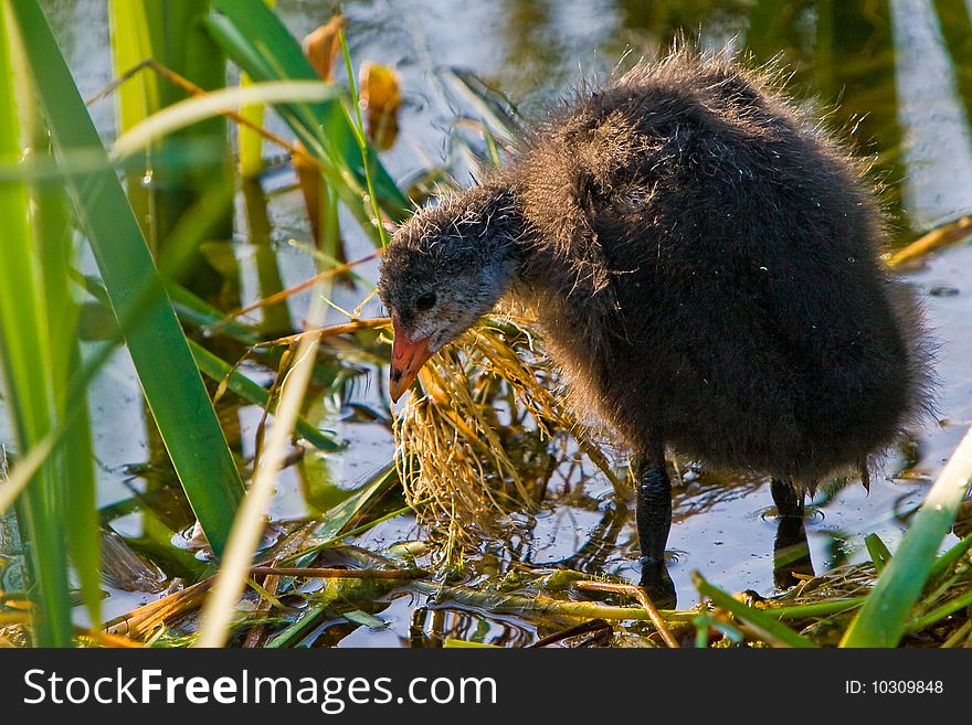 Juvenile coot bird standing in the water. Juvenile coot bird standing in the water