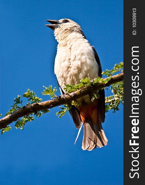 White chaffinch bird sitting in a tree