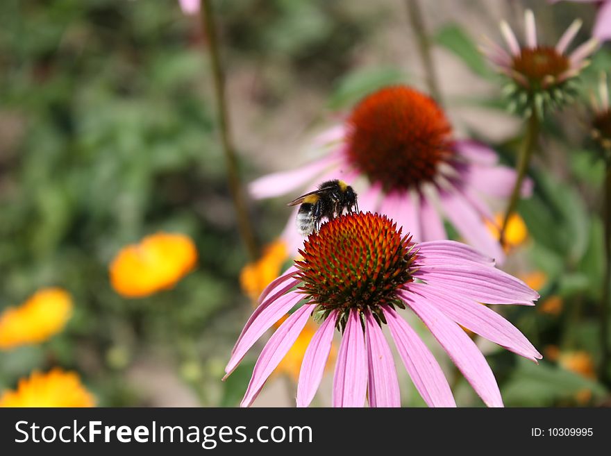The striped Bumblebee on beautiful  flower in garden