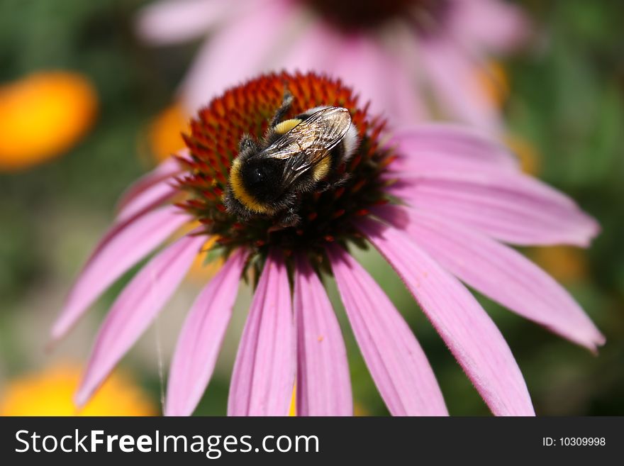 The striped Bumblebee on beautiful  flower in garden