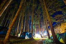 Camping In Pine Tree Forest At Night Royalty Free Stock Image