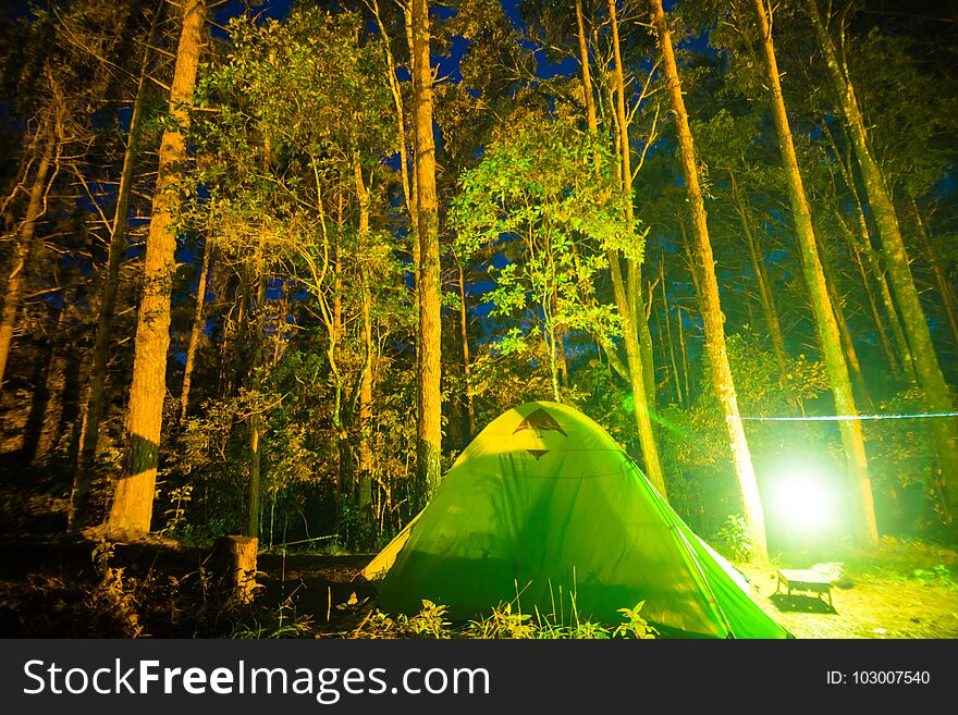 Camping in pine tree forest at night