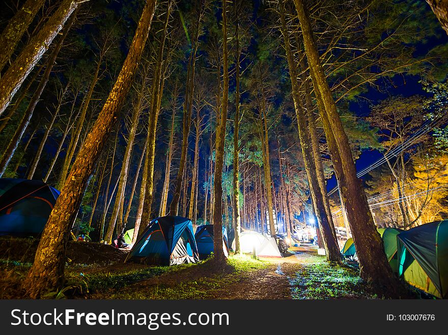 Camping In Pine Tree Forest At Night