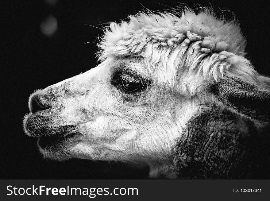 Black And White, Camel Like Mammal, Monochrome Photography, Nose