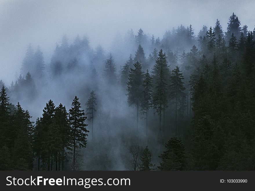 Aerial Photo of Pine Trees