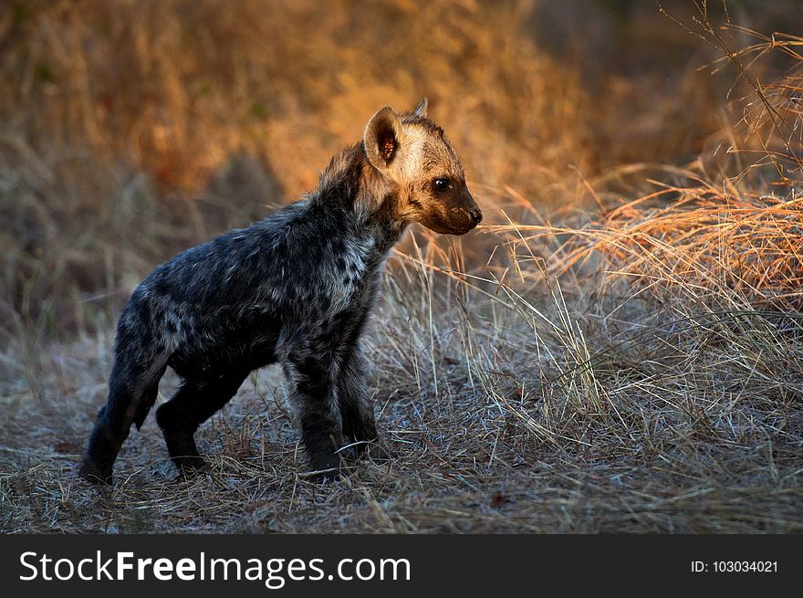 Adorable, Animal, Baby