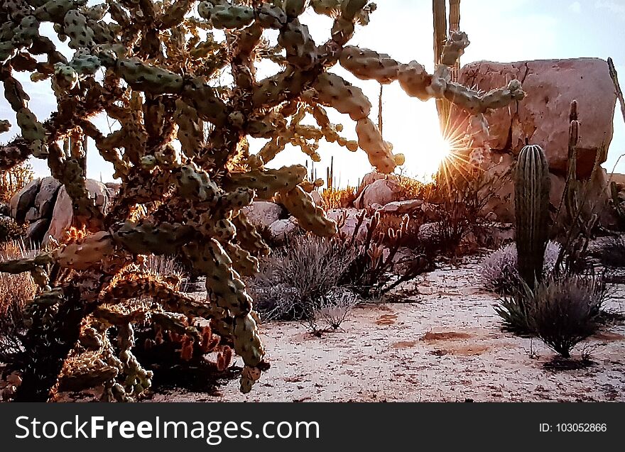 Typical desert landscape with cactus in U.S.A. Typical desert landscape with cactus in U.S.A.