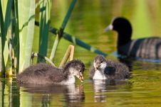 Juvenile Coot Birds Swiming In The Water Stock Images
