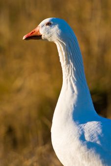 White Goose Walking In The Grass Royalty Free Stock Photos White Goose Walking In The Grass Royalty Free Stock Photos