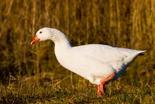 White Goose Walking In The Grass Royalty Free Stock Image White Goose Walking In The Grass Royalty Free Stock Image