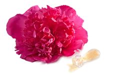 Peony Flower And Perfume Bottle Isolated Royalty Free Stock Photos