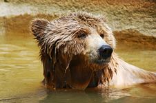 Brown Bear Stock Photos Brown Bear Stock Photos