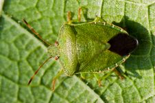 Green Stink Shield Bug Royalty Free Stock Image Green Stink Shield Bug Royalty Free Stock Image