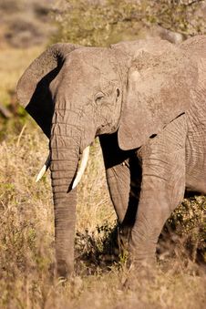 Elephant Walking In The Bush Stock Photo Elephant Walking In The Bush Stock Photo