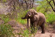 Elephant Walking In The Bush Royalty Free Stock Photo Elephant Walking In The Bush Royalty Free Stock Photo