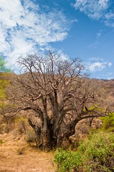 Landscape With A Baobab Tree Royalty Free Stock Images Landscape With A Baobab Tree Royalty Free Stock Images