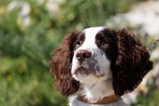 Injured Dog Royalty Free Stock Images Injured Dog Royalty Free Stock Images