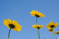 Yellow Flowers Over Vivid Blue Sky Stock Images Yellow Flowers Over Vivid Blue Sky Stock Images
