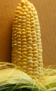 Ear Of Corn Stock Image