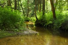 River In Forest Royalty Free Stock Photos