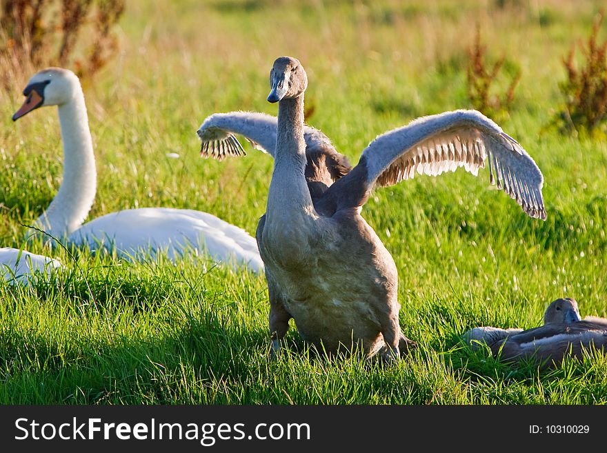 Juvenile Swan Bird In The Grass