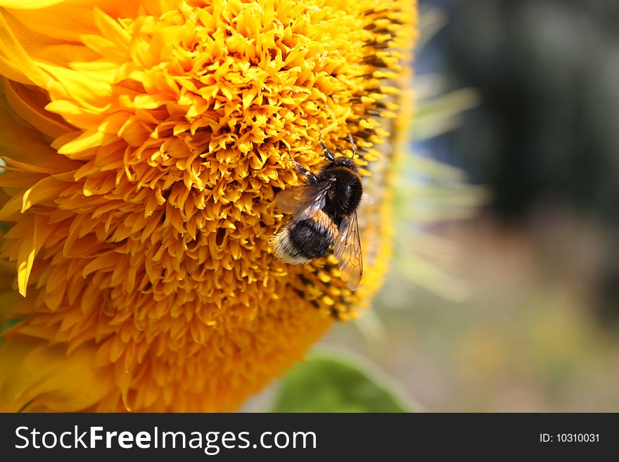 The striped Bumblebee on beautiful  flower in garden