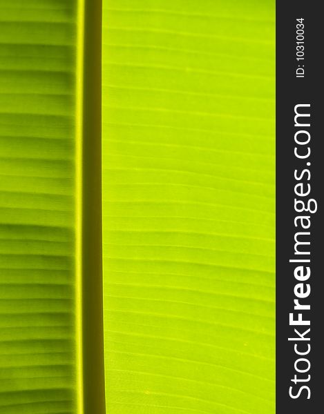 Banana palm tree green leaf close-up background