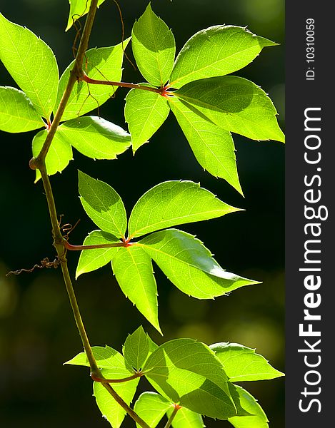 Wild grape ivy on a dark background