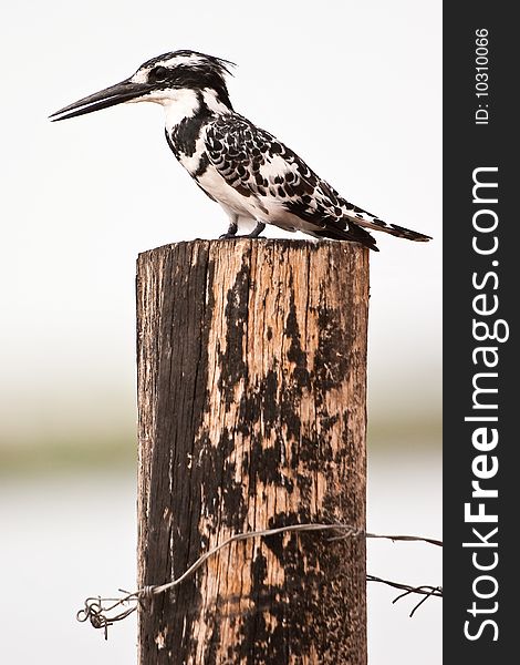 Black nd white kingfisher bird sitting on a wooden pile