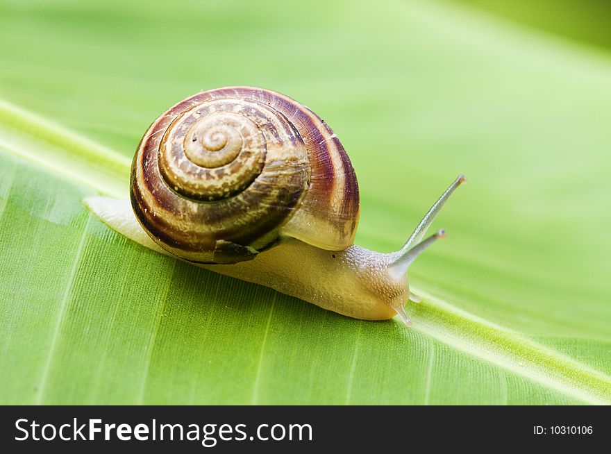 Snail on banana palm green leaf. Snail on banana palm green leaf
