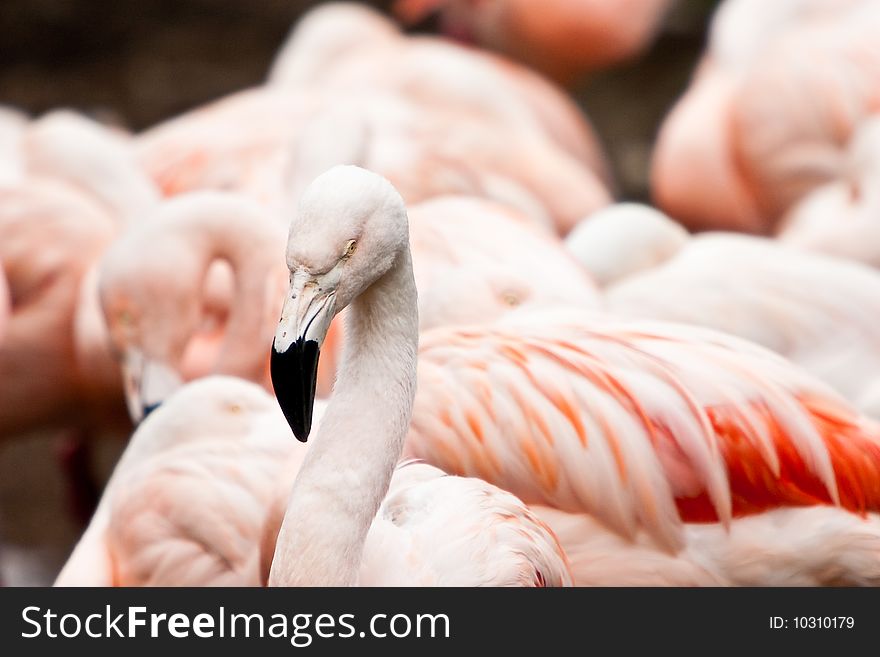 Flamingo Bird Closeup