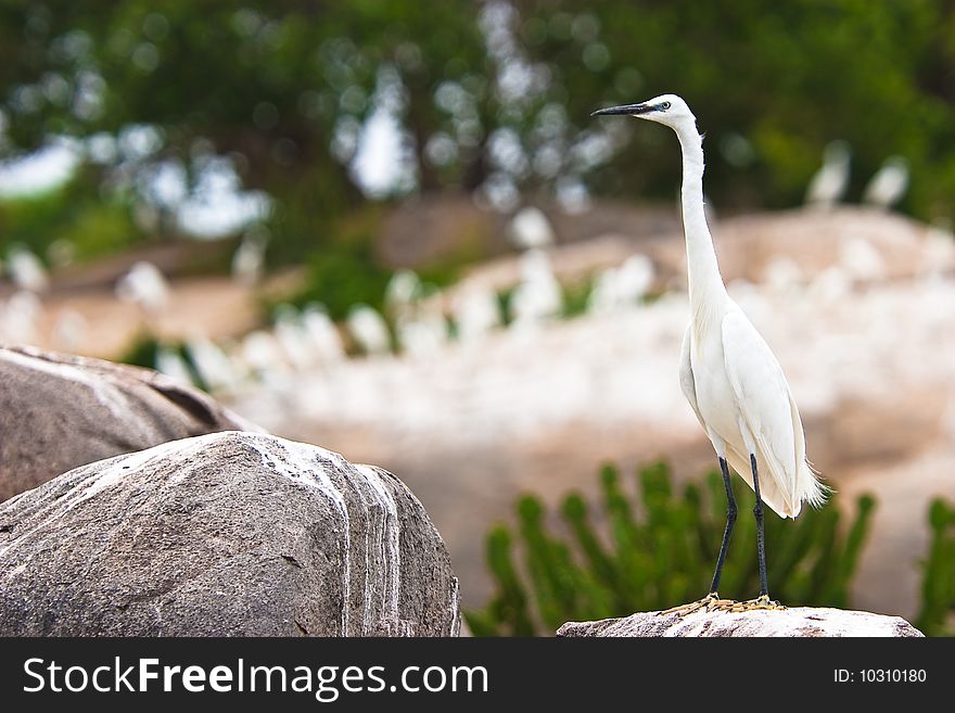 Little egret bird sitting on a rock near water