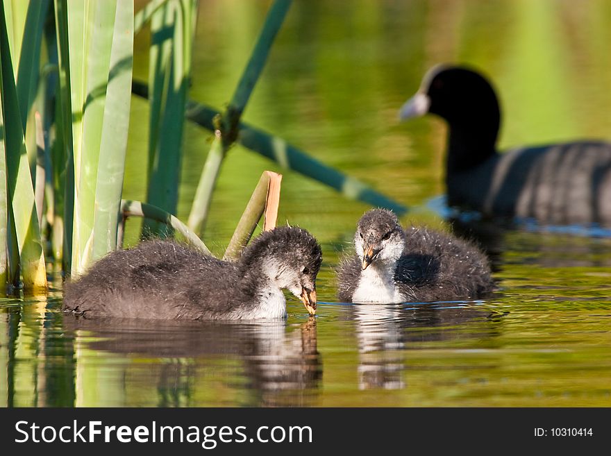 Juvenile coot birds in the water. Juvenile coot birds in the water