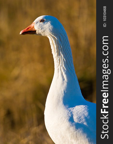 White goose walking in the grass