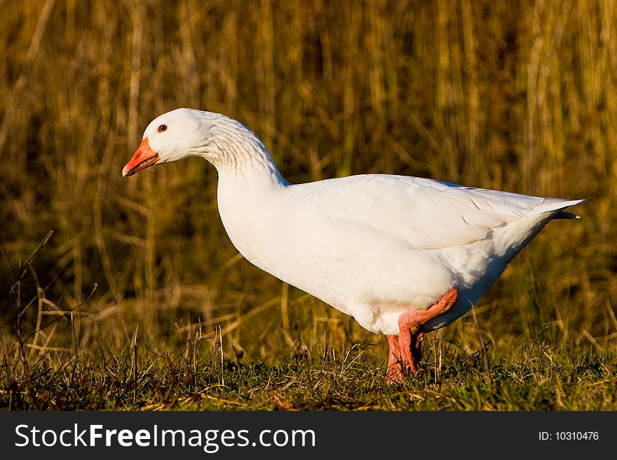 White goose walking in the grass